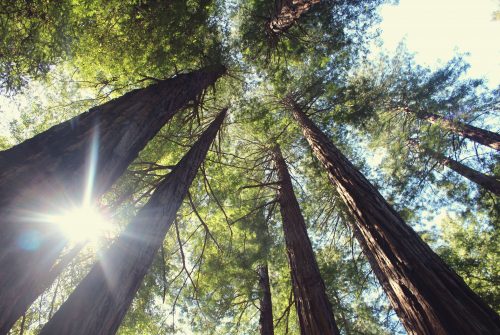 Alberi contro i cambiamenti climatici